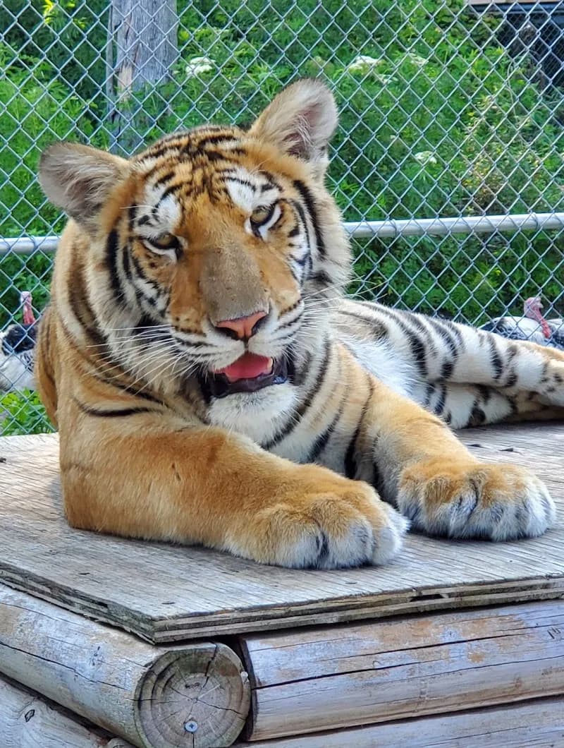 St. Augustine Wild Reserve tourist attraction in St. Augustine, FL