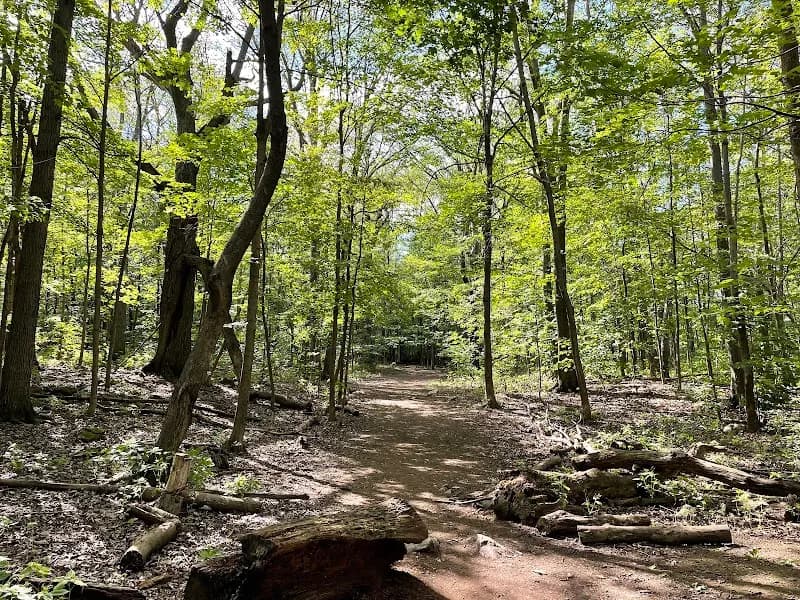 Summit Woods park in Westmount, QC