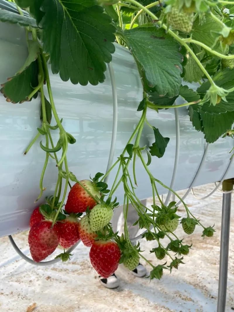 Taeri Farm Experience Park farm in Hanam, GG