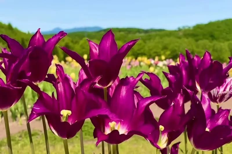 View of Takaino Park in Settsu, Osaka
