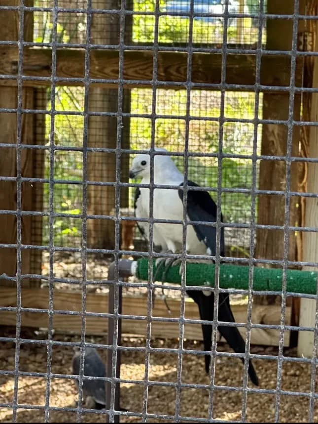 Tampa Bay Raptor Rescue pet care in Clearwater, FL