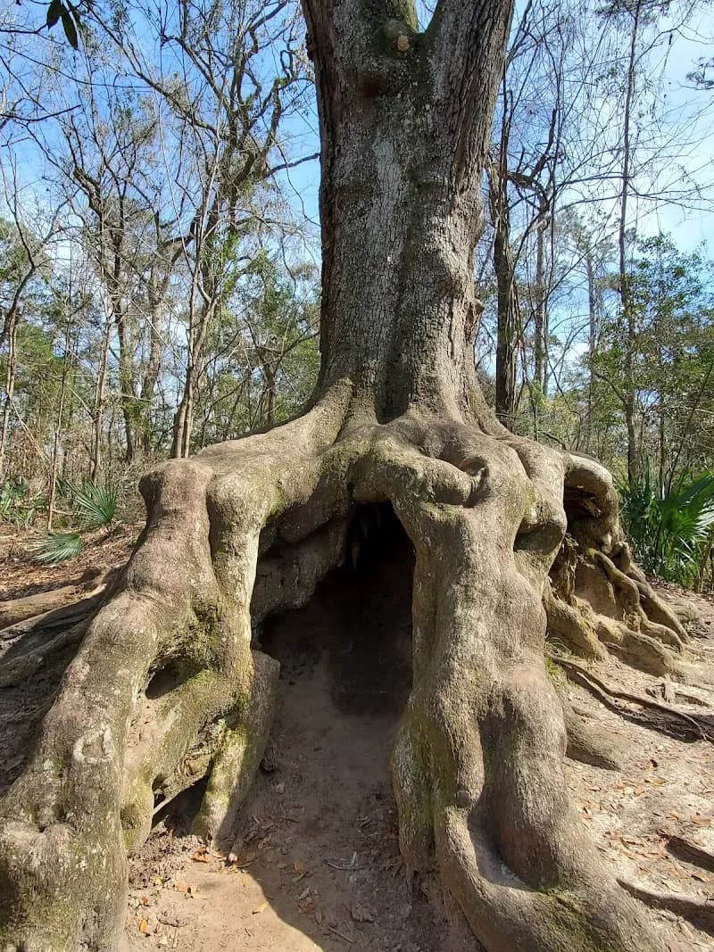 Tensaw River river in Chatom, AL