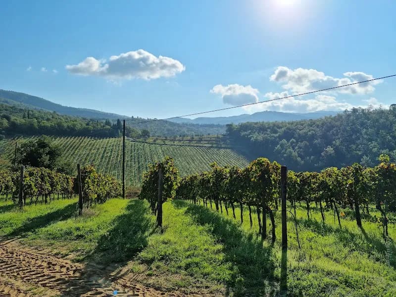 Terreno Azienda Agricola Srl vineyard in Greve in Chianti, Tuscany