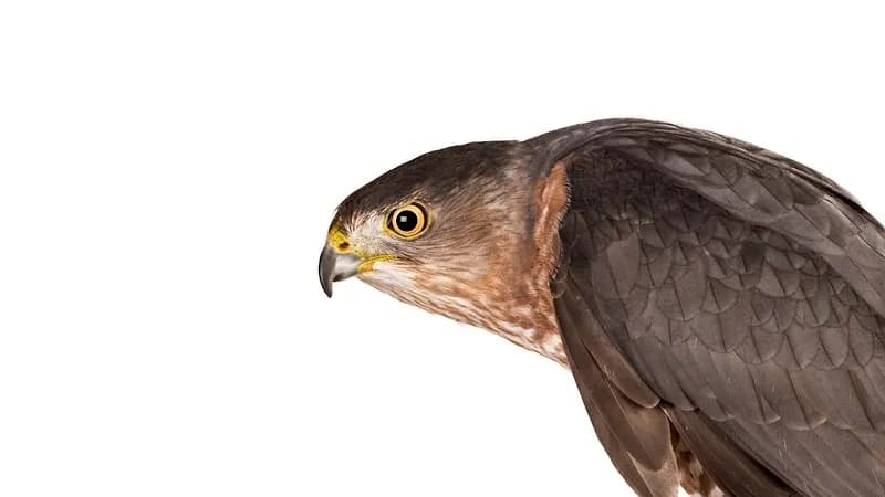 The Avian Conservation Center & Center for Birds of Prey non profit organization in Charleston, SC