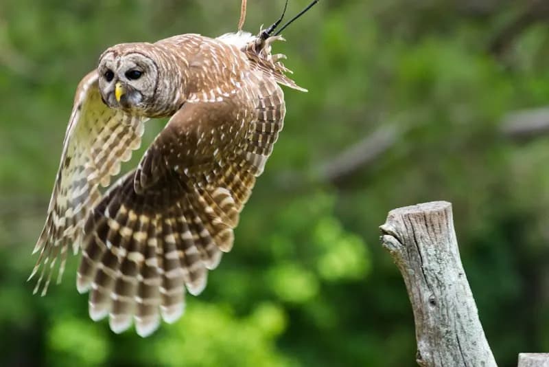 View of The Avian Conservation Center & Center for Birds of Prey in Charleston, SC