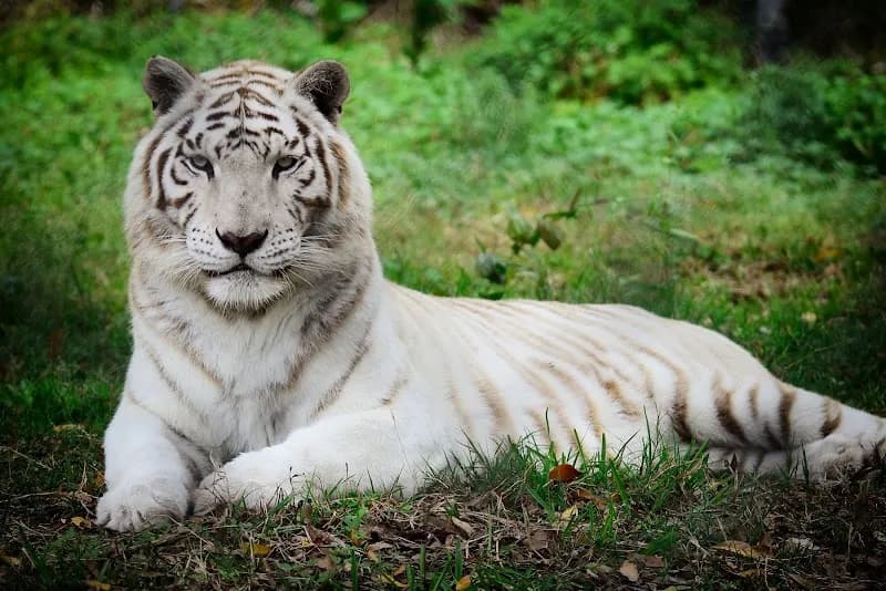 The Catty Shack Ranch Wildlife Sanctuary wildlife refuge in Jacksonville, FL
