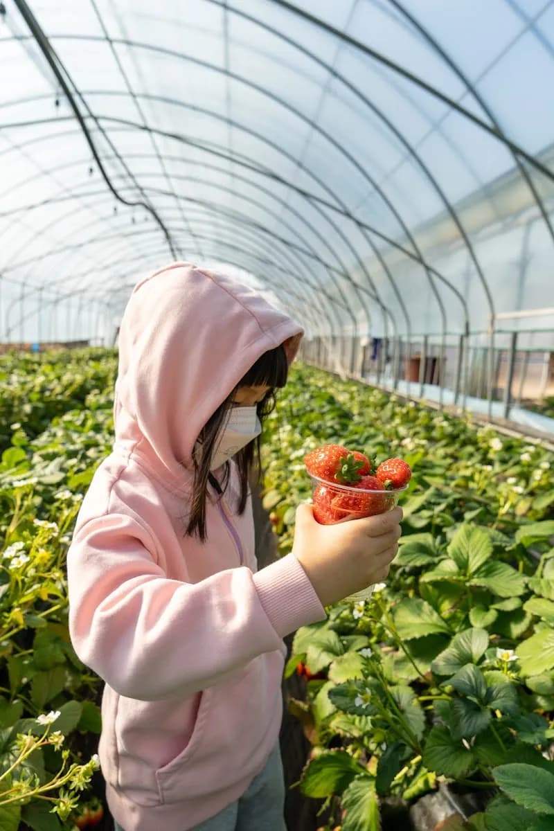 The Dream Strawberry Farm farm in Namyangju, GG