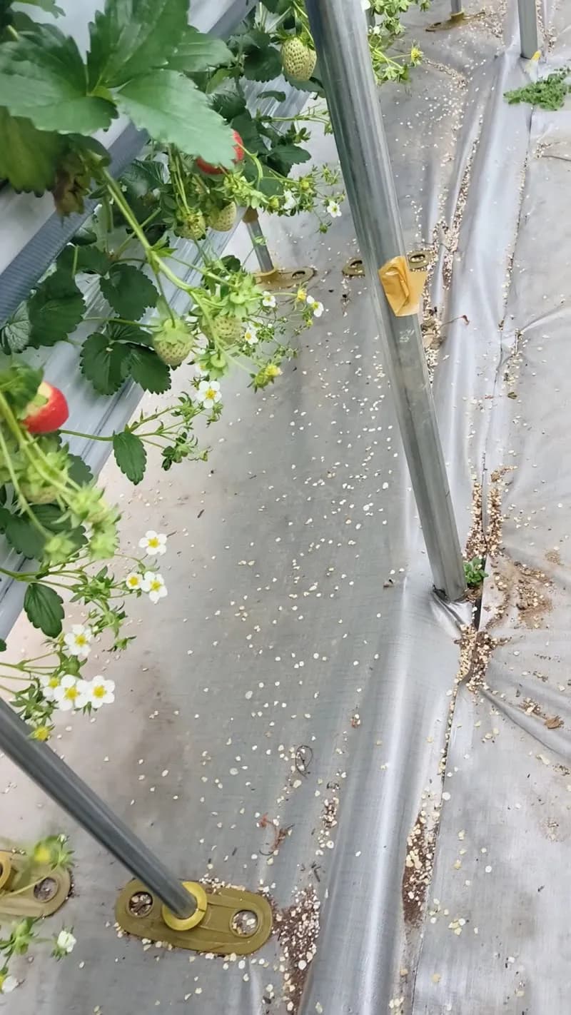 View of The Dream Strawberry Farm in Namyangju, GG