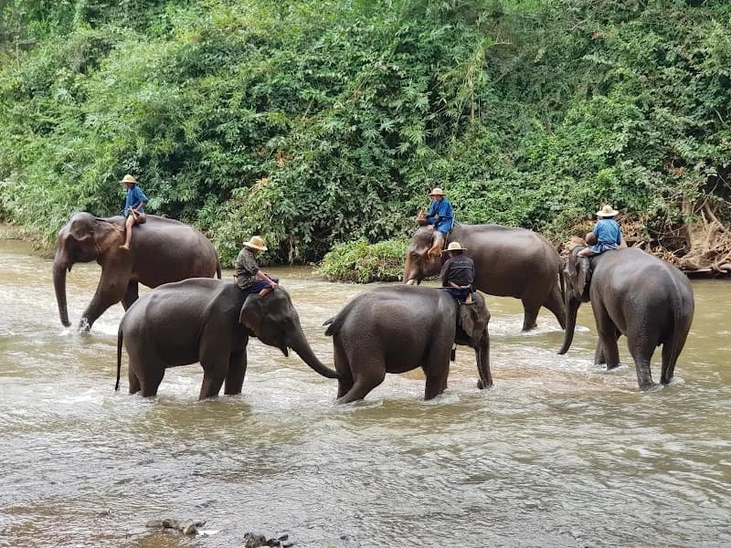 The Elephant Training Center Chiang Dao tourist attraction in Chiang Dao, CM
