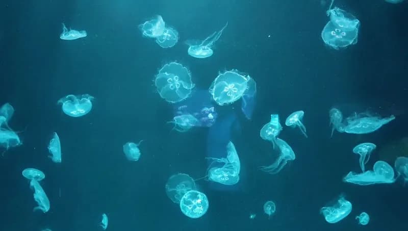 View of The National Aquarium Abu Dhabi in Abu Dhabi, AUH