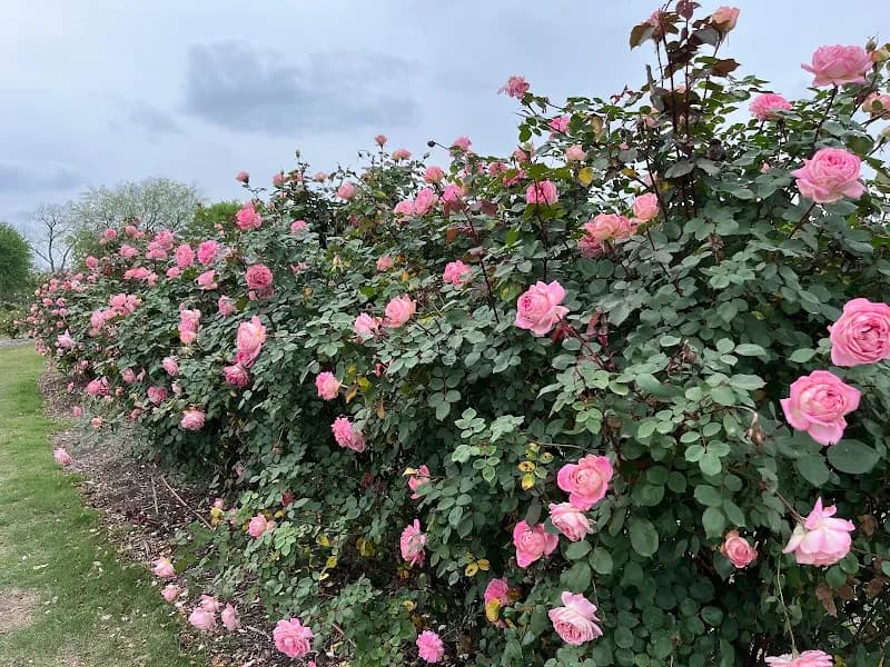 View of The Rose Gardens of Farmers Branch in Farmers Branch, TX