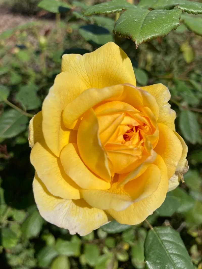 View of The Rose Gardens of Farmers Branch in Farmers Branch, TX