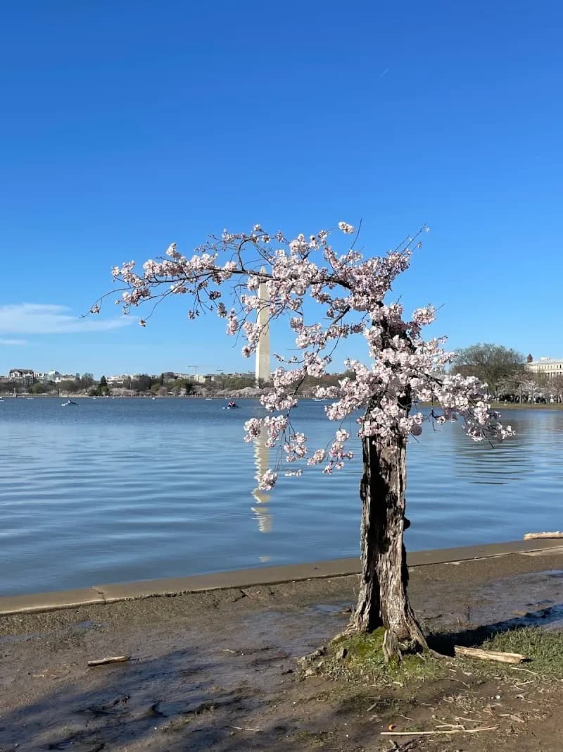 View of Tidal Basin in Washington DC, DC