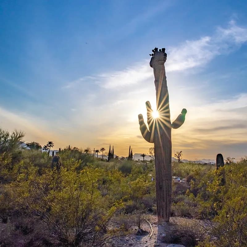 View of Tohono Chul Botanical Gardens, Galleries, and Bistro in Casas Adobes, AZ
