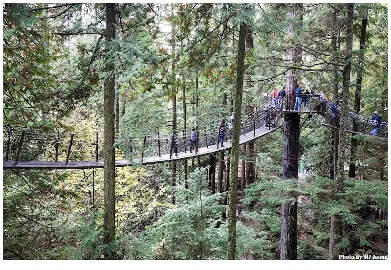 View of Treetops Adventure in Coquitlam, BC