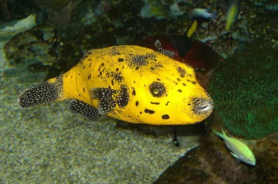 Tropicarium-Oceanarium Kft. zoo in Budapest, BUD