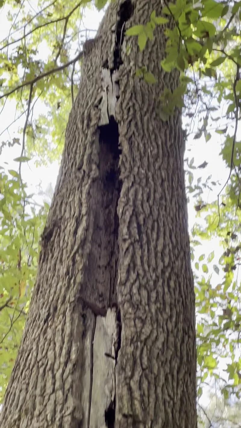 View of Tuskegee National Forest in Tuskegee, AL