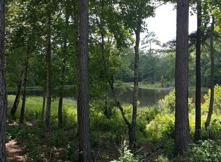 View of Tuskegee National Forest in Tuskegee, AL
