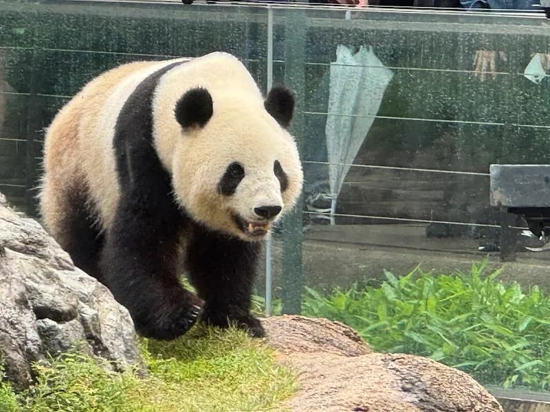 Ueno Zoo zoo in Tokyo, TK