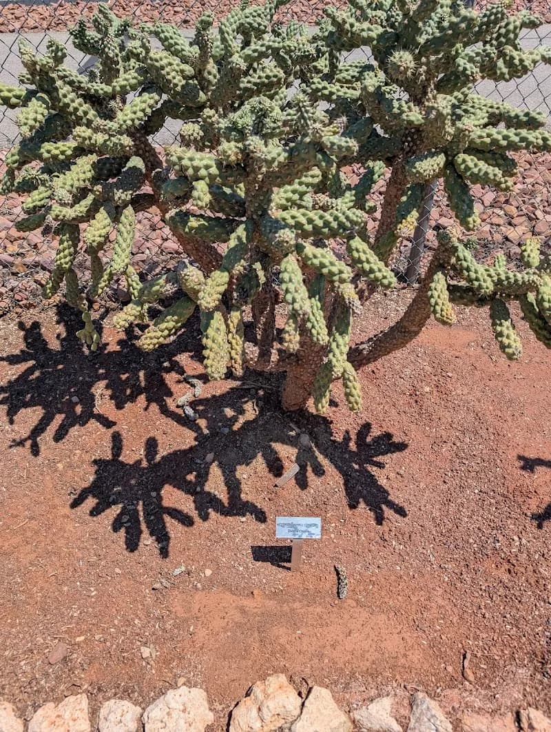 View of University of Nevada, Reno Extension - Clark County Botanic Gardens in Paradise, NV