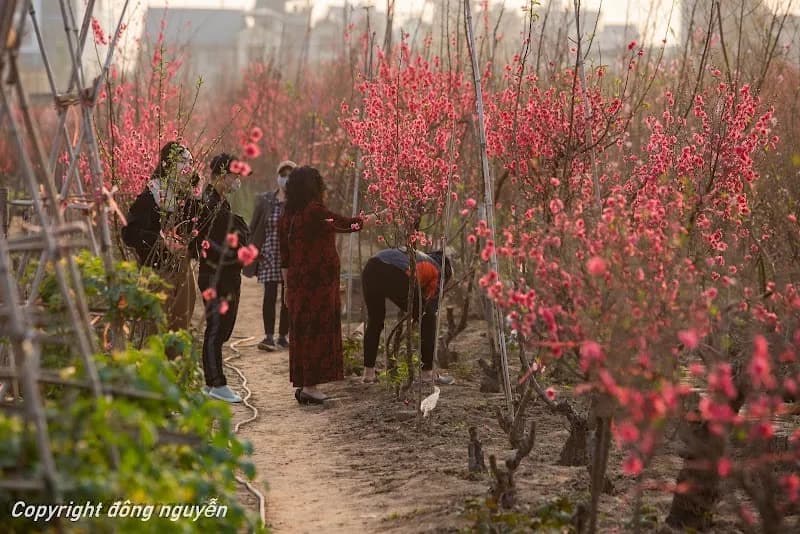 Vườn Hoa Nghệ Thuật Nhật Tân garden in Ba Đình, HN