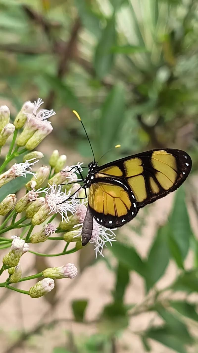 View of Viveiro Manequinho Lopes - Parque Ibirapuera SP in Sao Paulo, SP