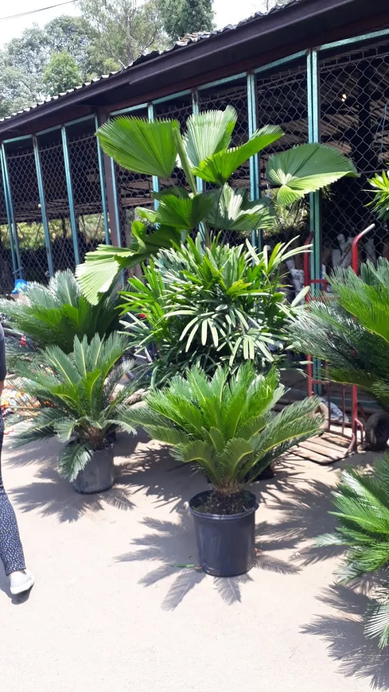 VIVERO XOCHIMILCO wholesaler in Xochimilco, CDMX