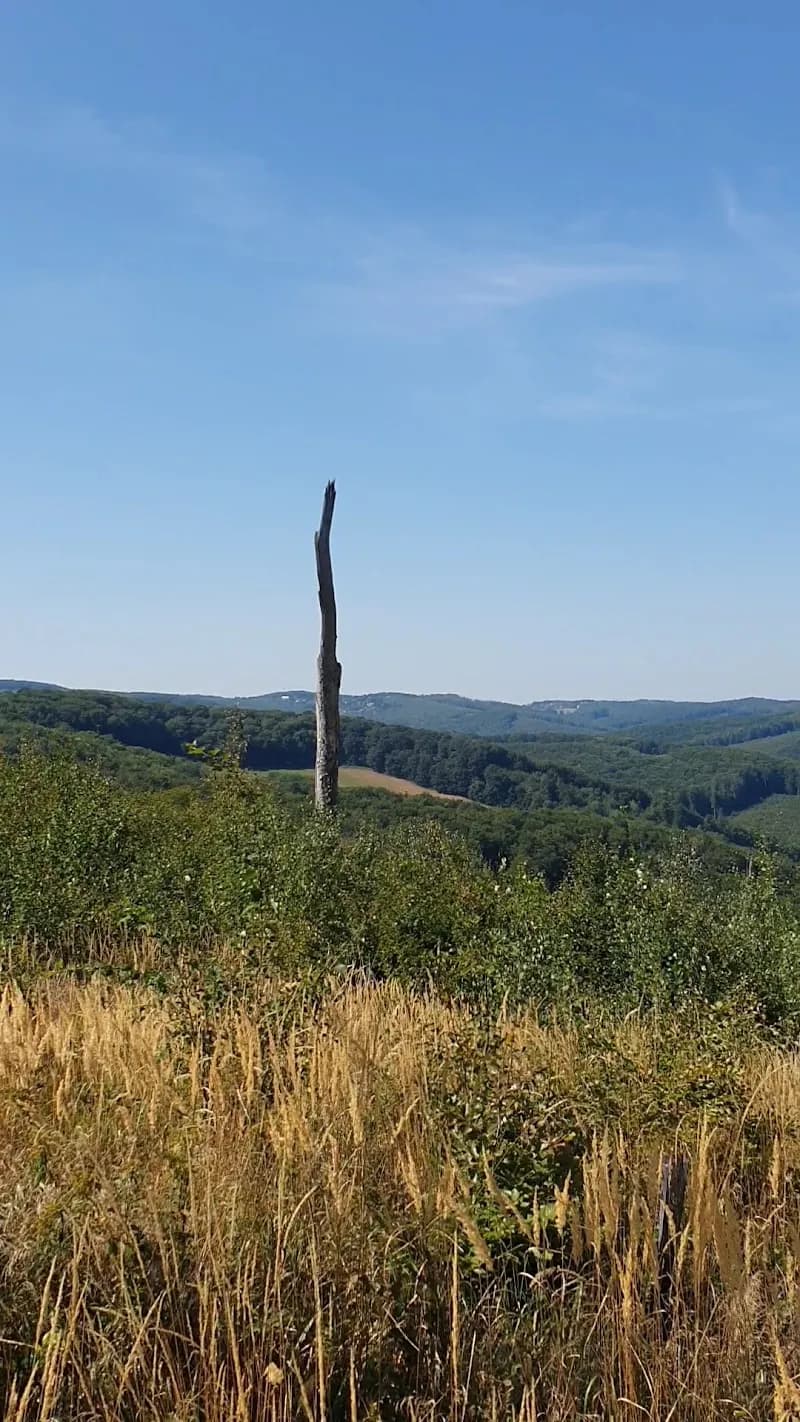 View of Waldgebiet in Kagran, VIE