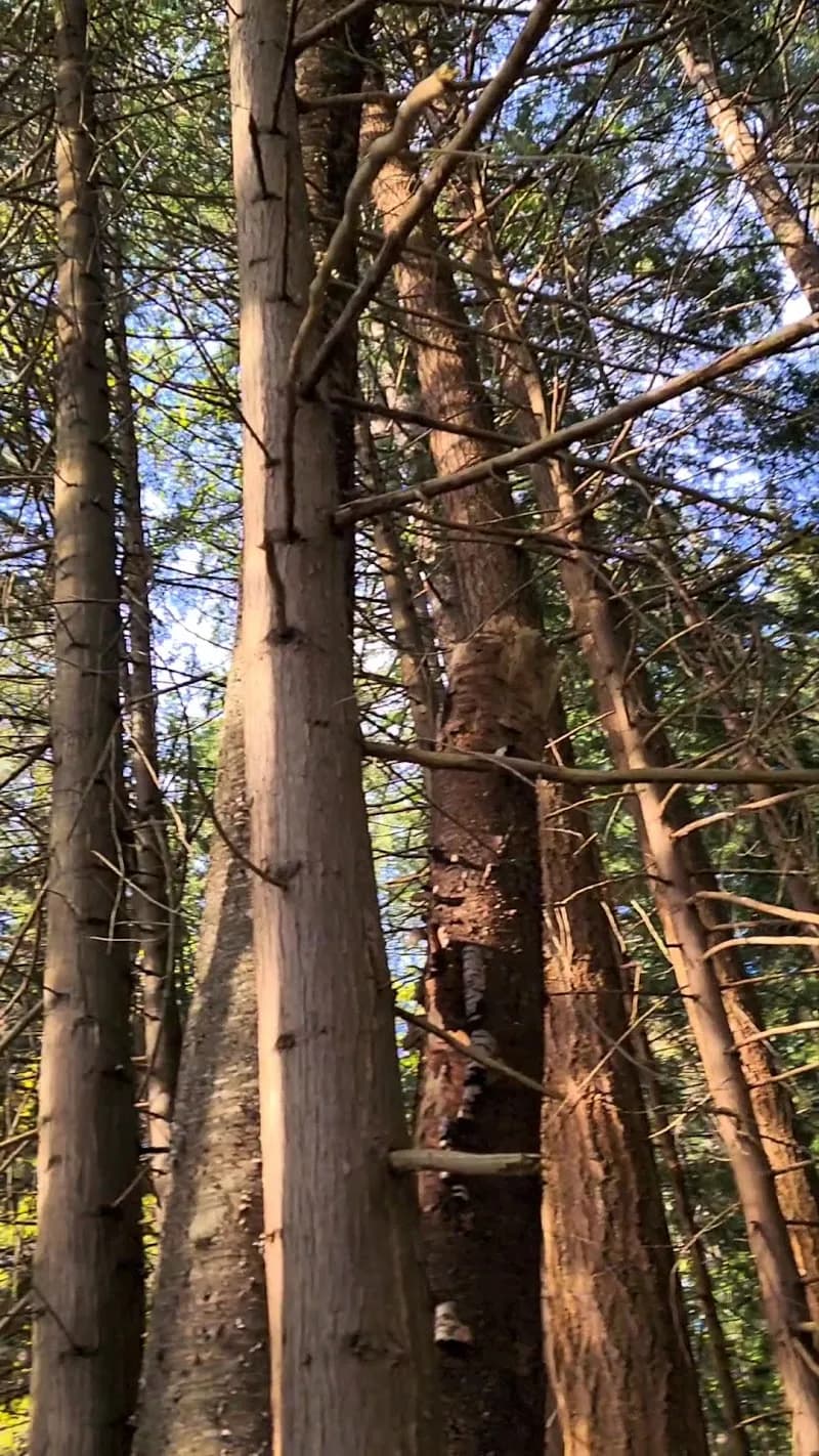 View of Watershed Park in North Delta, BC