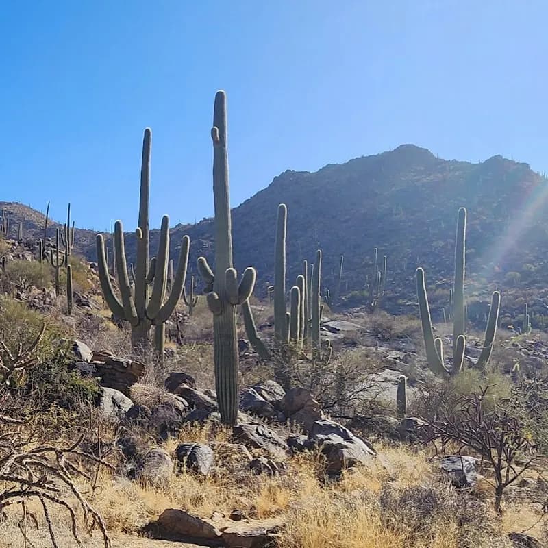 View of Wild Burro Trailhead in Dove Mountain, AZ