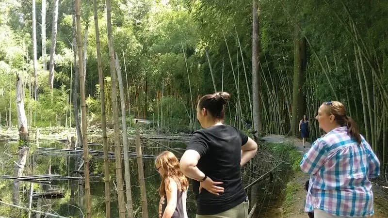 View of Wilderness Park/Bamboo Forest in Prattville, AL