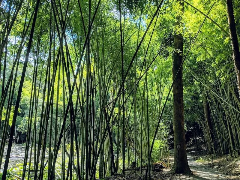 View of Wilderness Park/Bamboo Forest in Prattville, AL