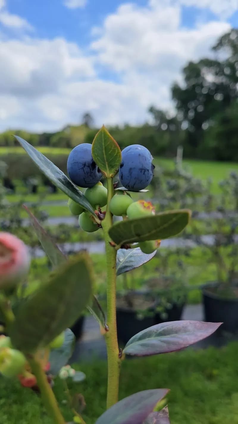 Wish Farms farm in Plant City, FL