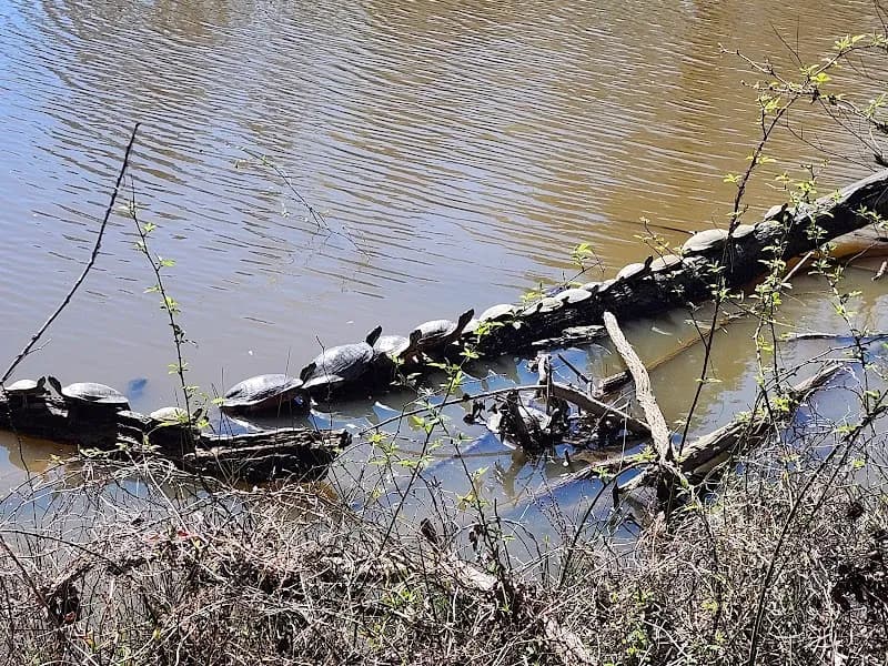 View of Woodlake Community Picnic Pavilion at East West Legacy Park in Moseley, VA