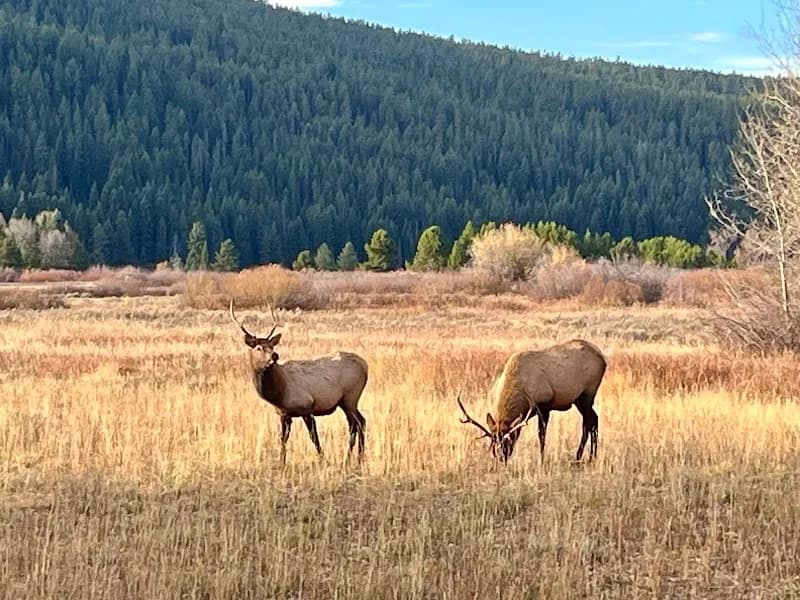 View of Yellowstone National Park sign / East Entrance in Cody, WY